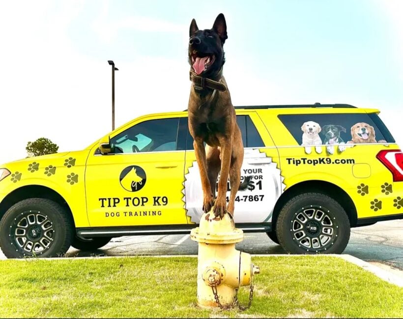 Franchises under $100K: Tip Top K9
