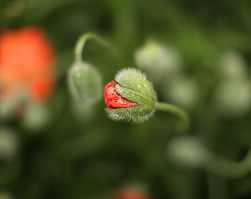 sprout of a flower with red