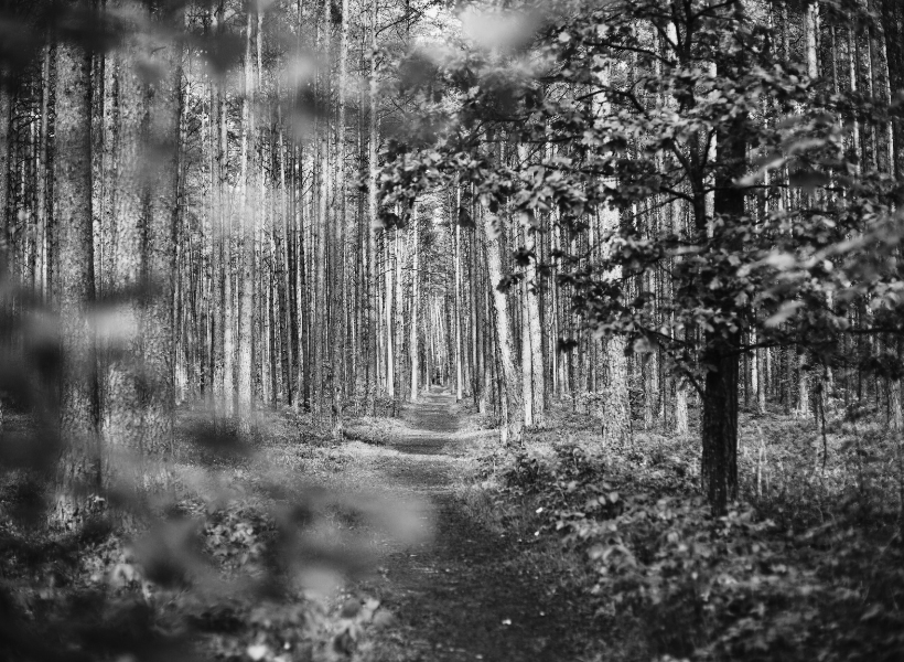path in the woods